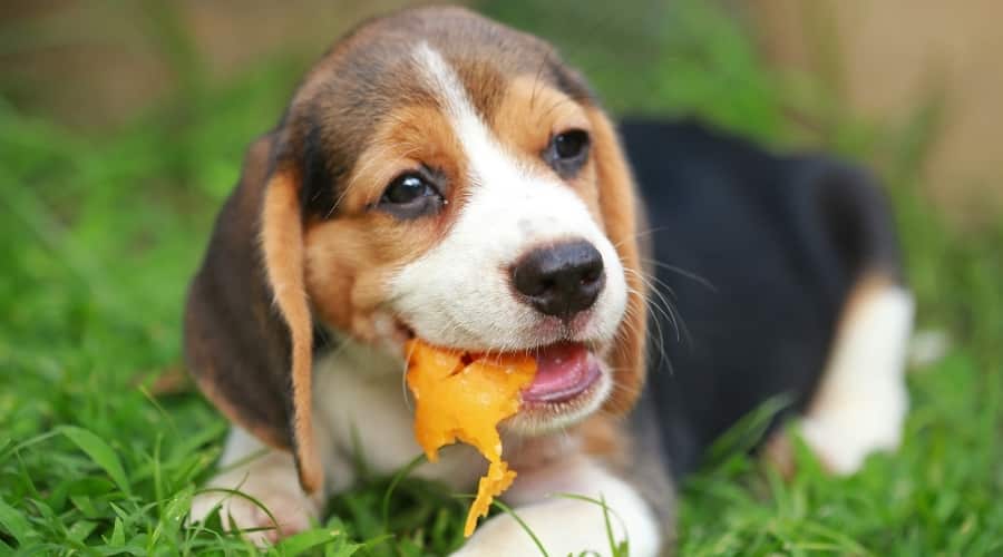 dog eating papaya