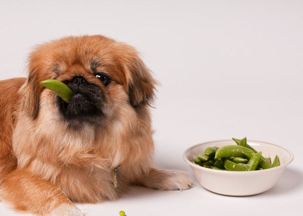 dog eating edamame