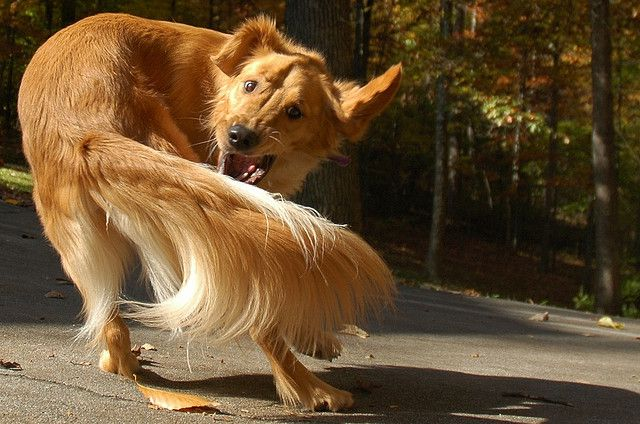 dog chasing its tail