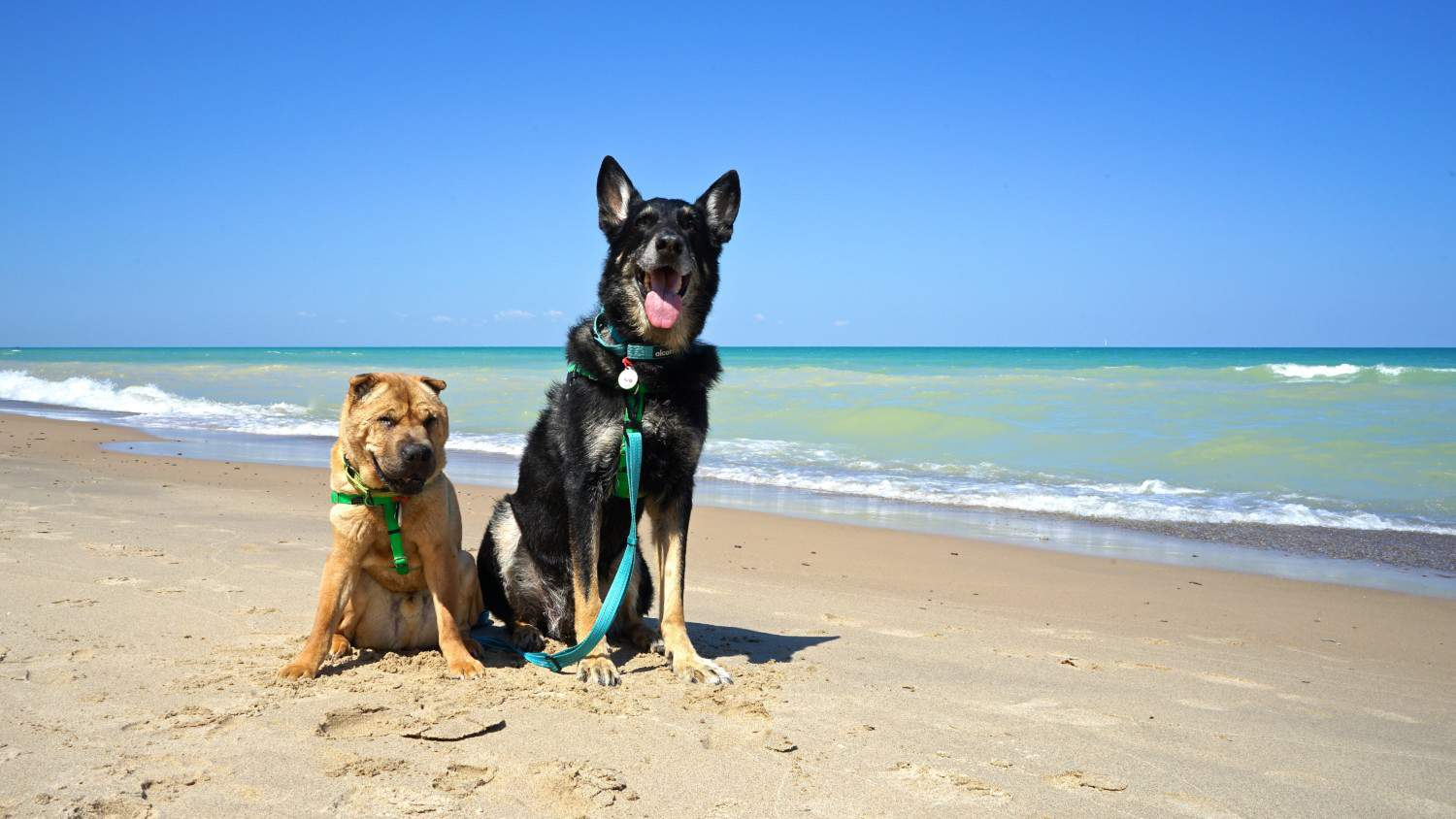 dogs in indiana dunes national park