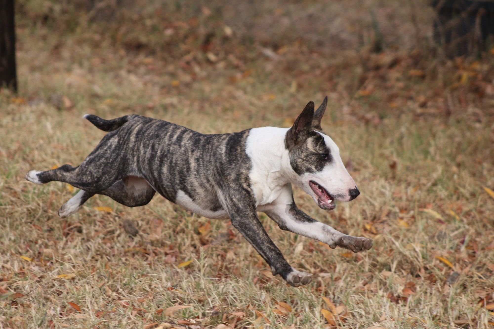How Fast Can A Dog Run?