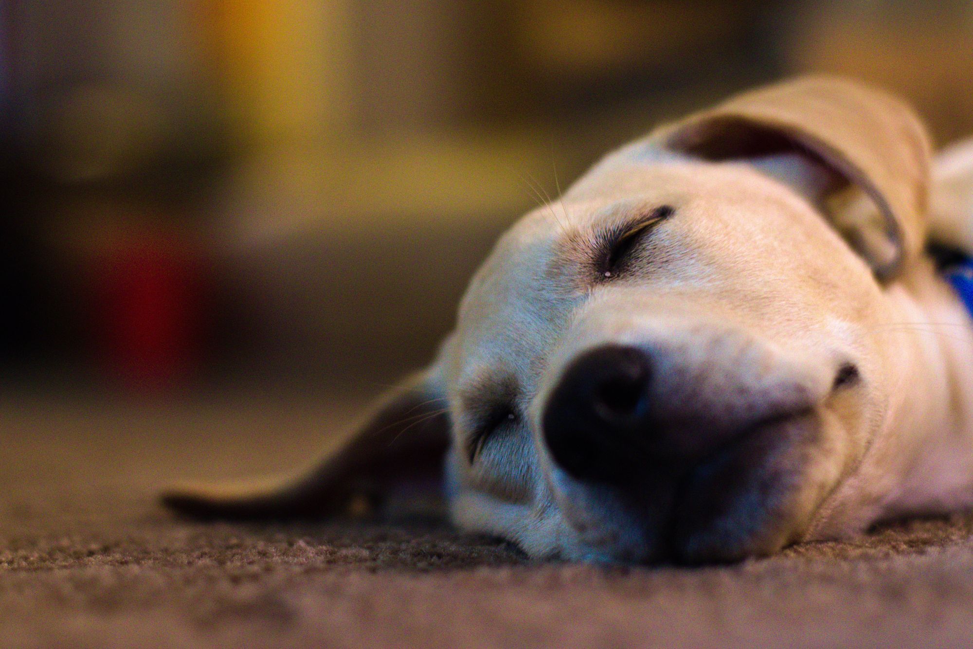 Do Dogs Dream When They Sleep?