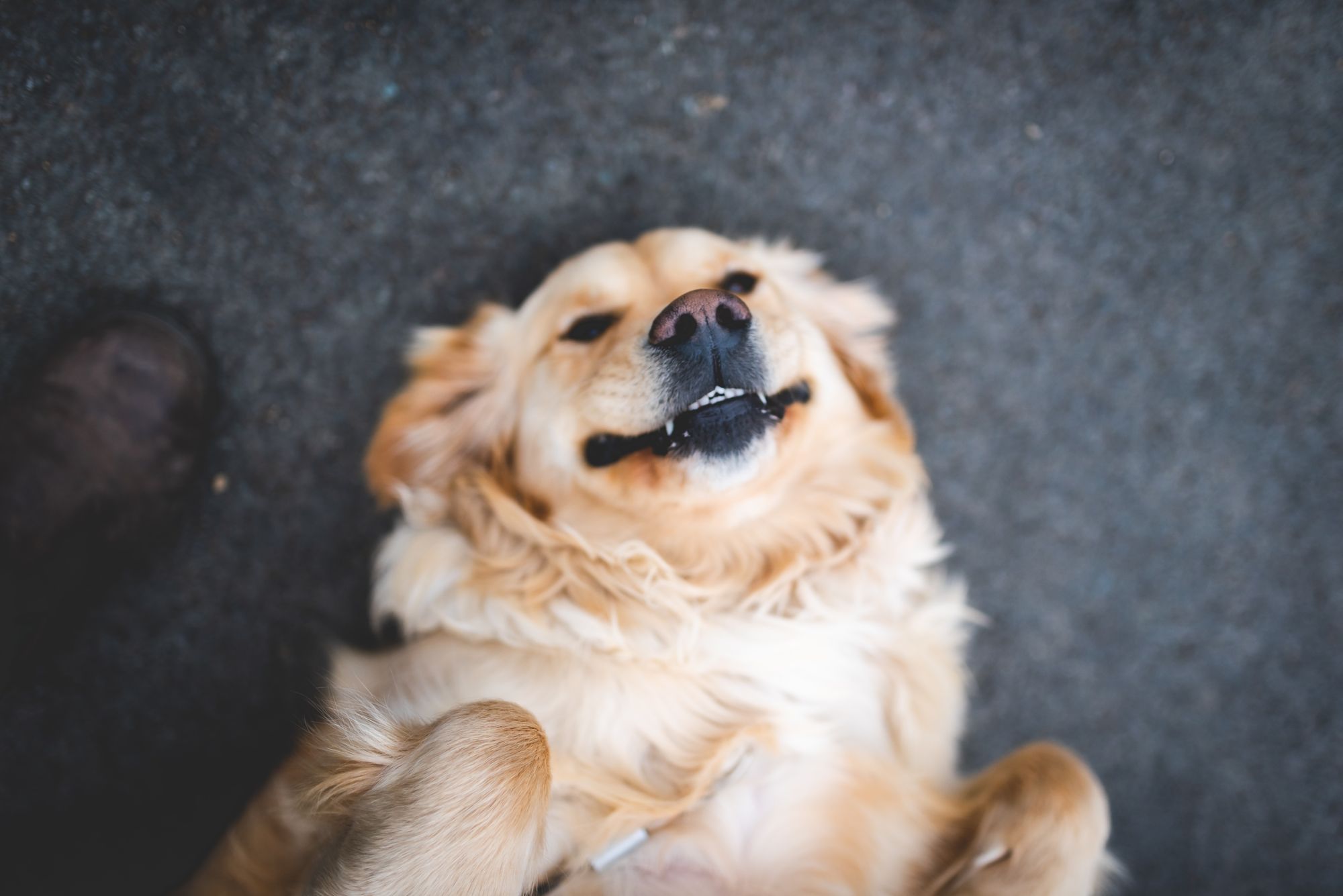Is It True That Dogs Are Ticklish?