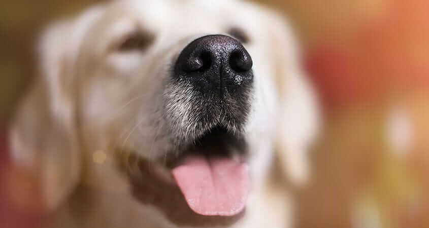 Why Are Dog's Noses Wet? Ask Dr. Jeff