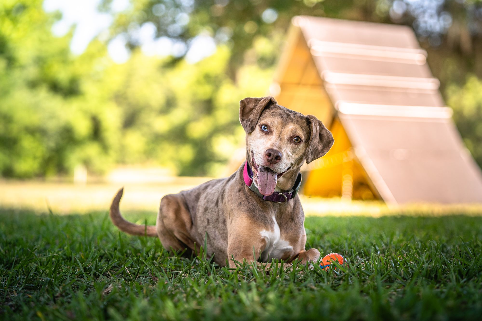 Suns Out, Tongues Out - Signs Of Heat Induced Illness In Dogs