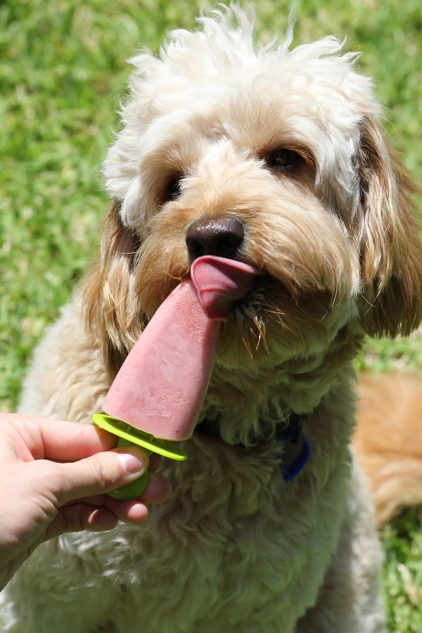 Wet Nose Designs Cool Summer Treats Dog Collar Pink Glitter Ice Cream Popsicle 