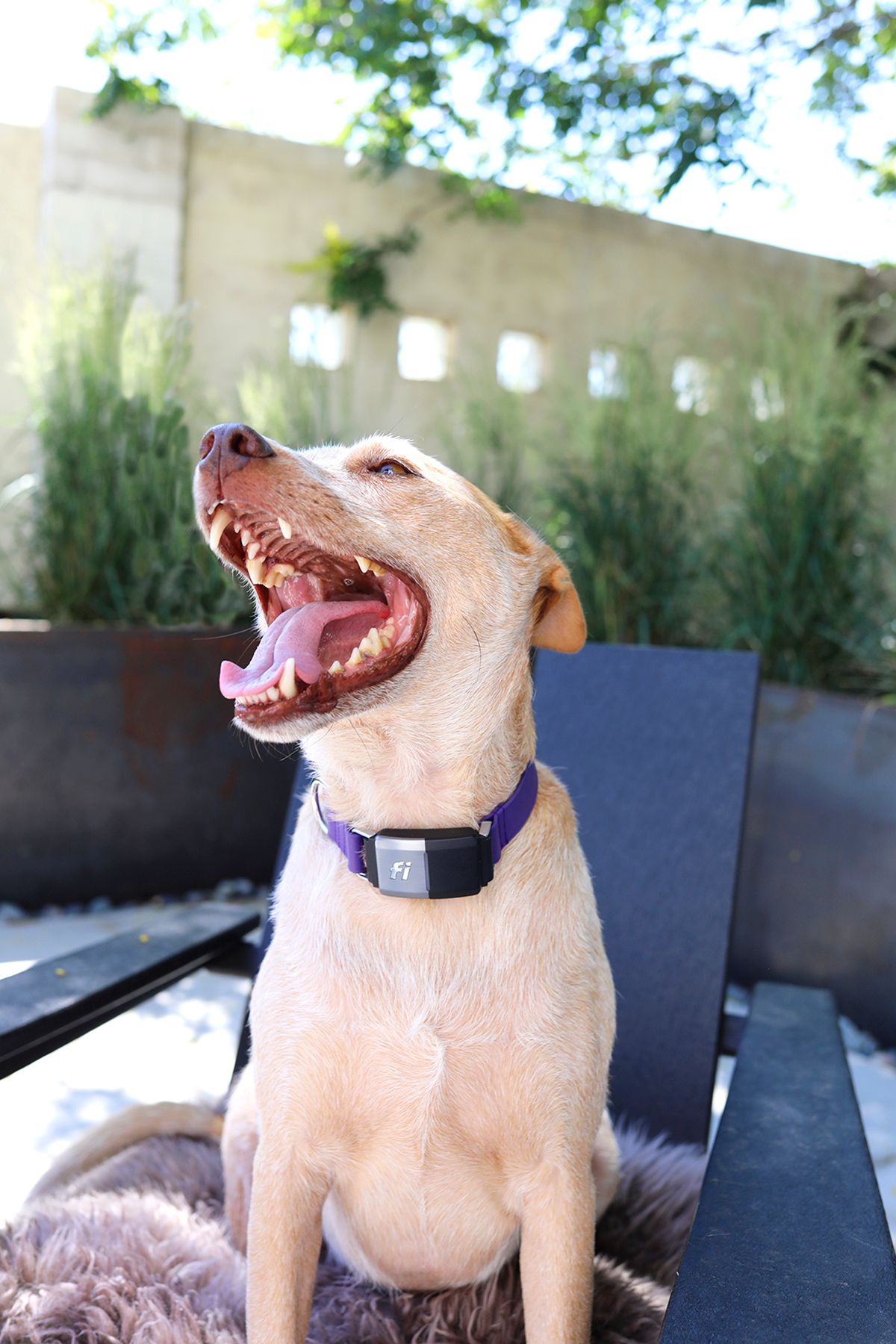Fi Makers Collars Your Pup Needs This Summer