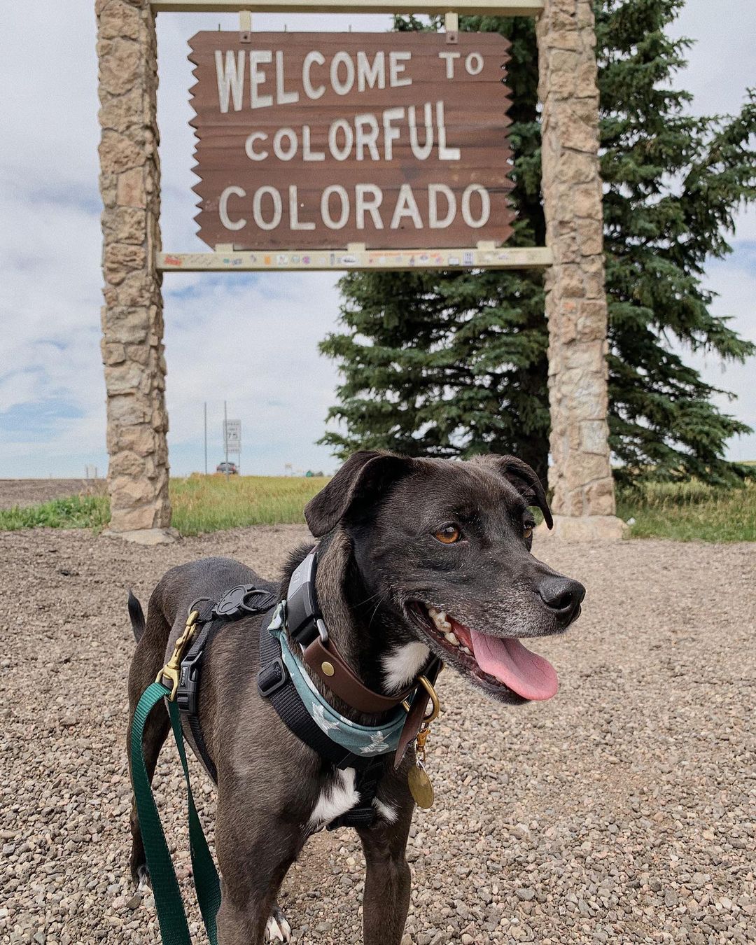 What Can You Do with Dogs in Denver, CO?