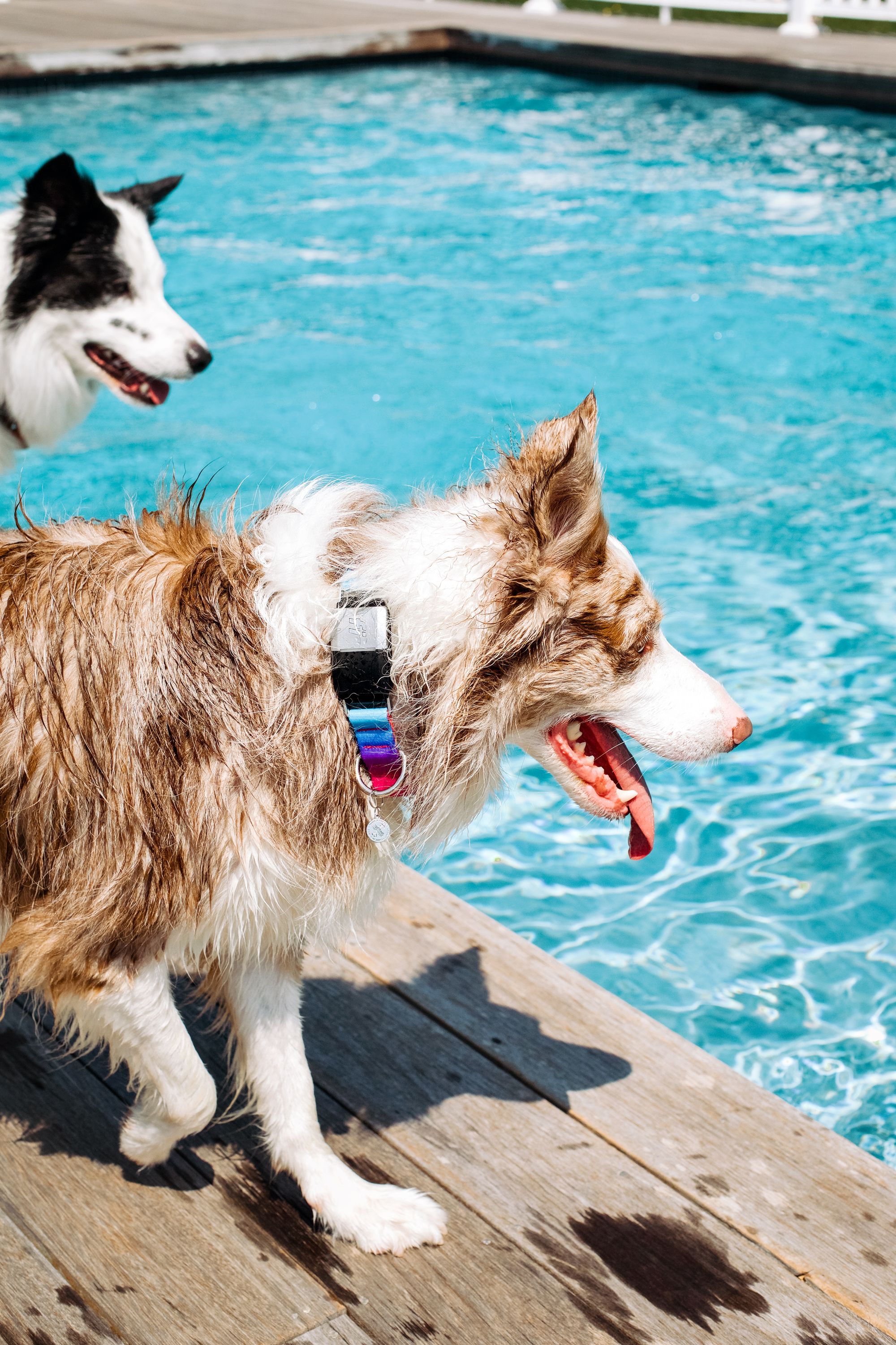 How To Protect Your Dog From The Sun: Ask Dr. Jeff