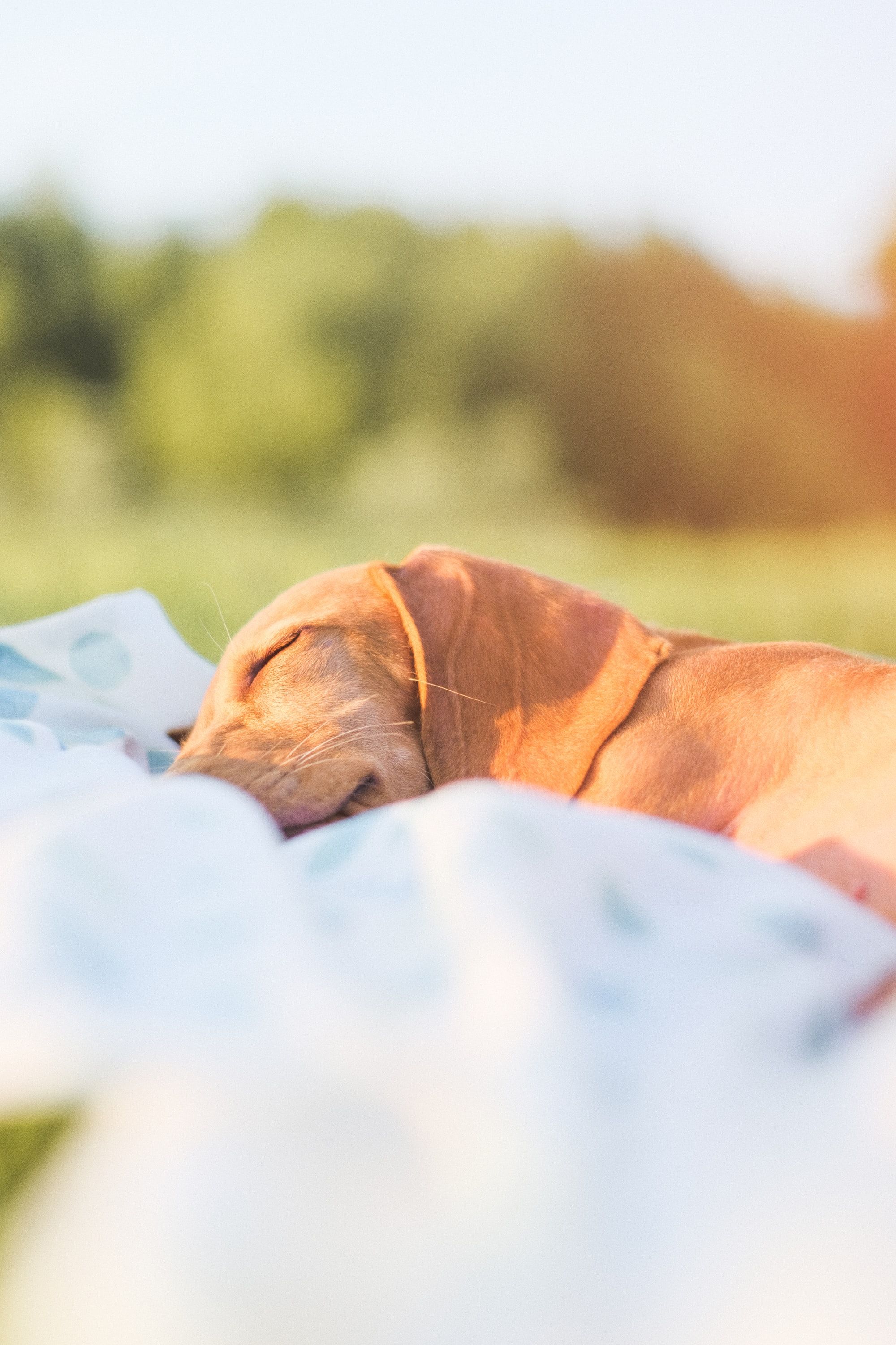 First-Of-Its-Kind Sleep Tracking For Dogs From Fi!