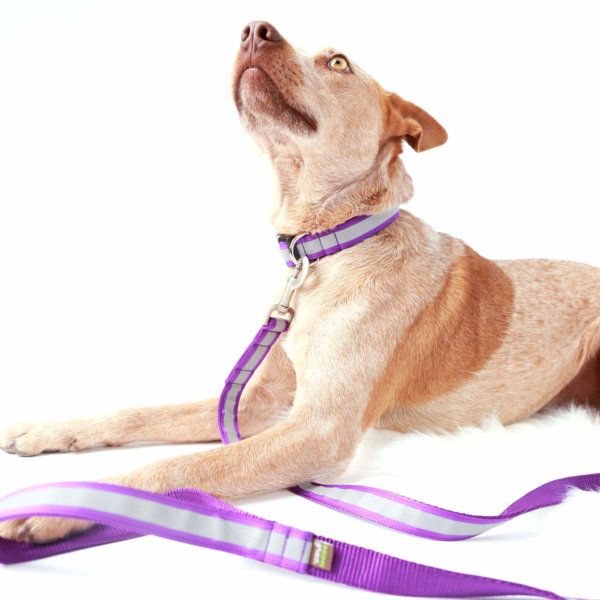 Purple Dog Collar - Dog Gear You Need