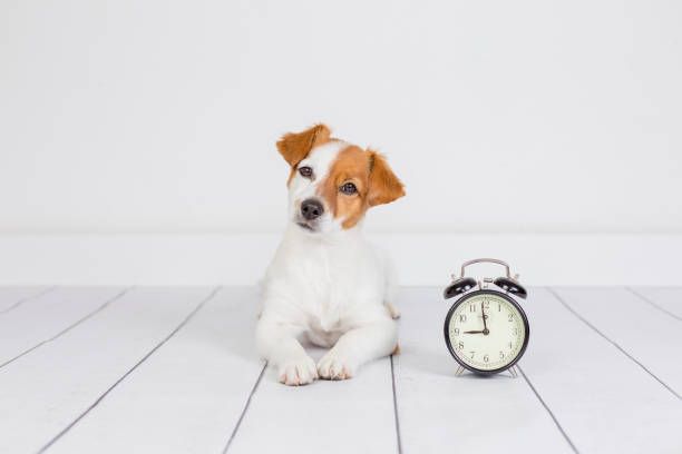 Can Dogs Tell Time?