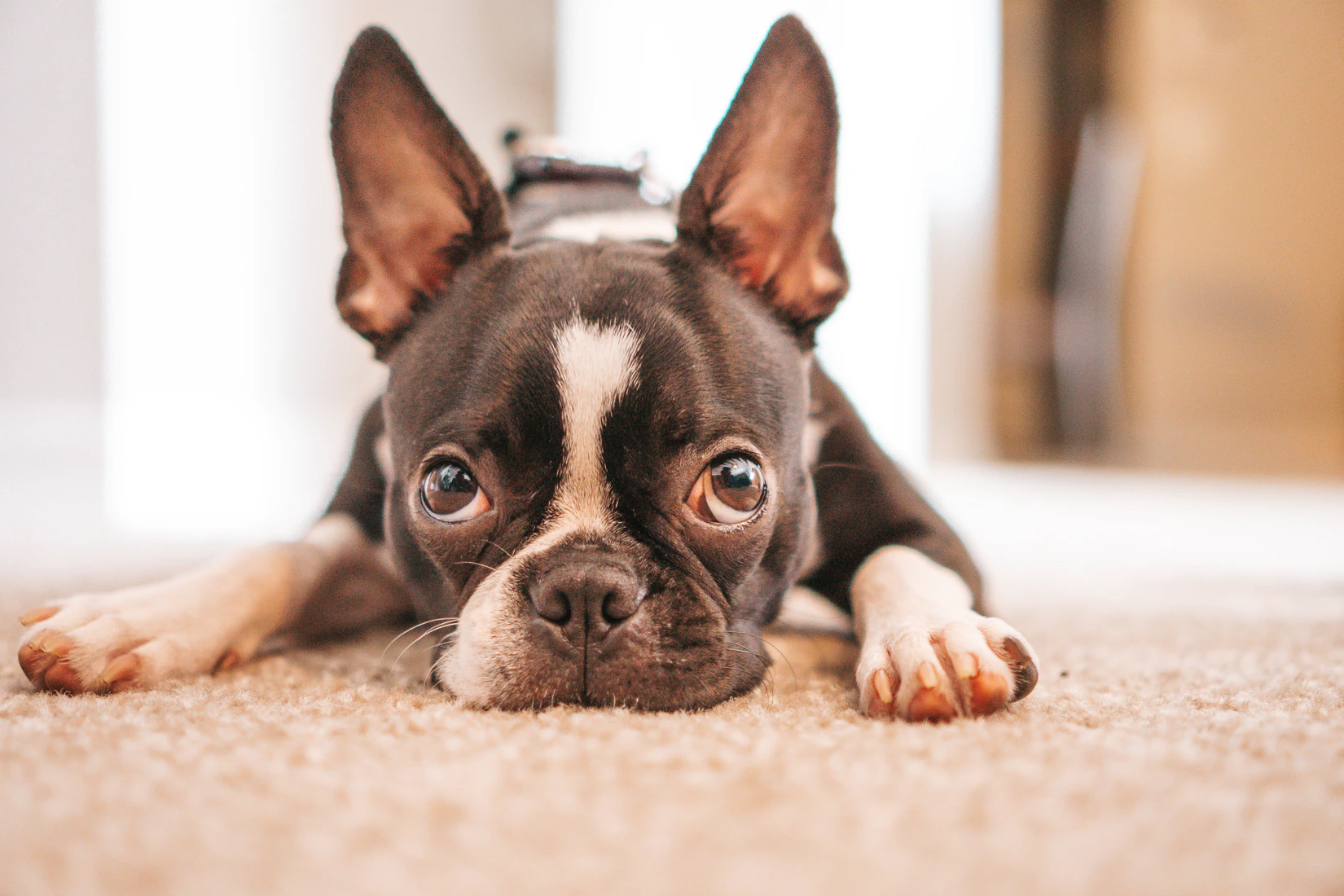 The Best Food for Boston Terriers: A Guide to Nourishing Your Furry Friend