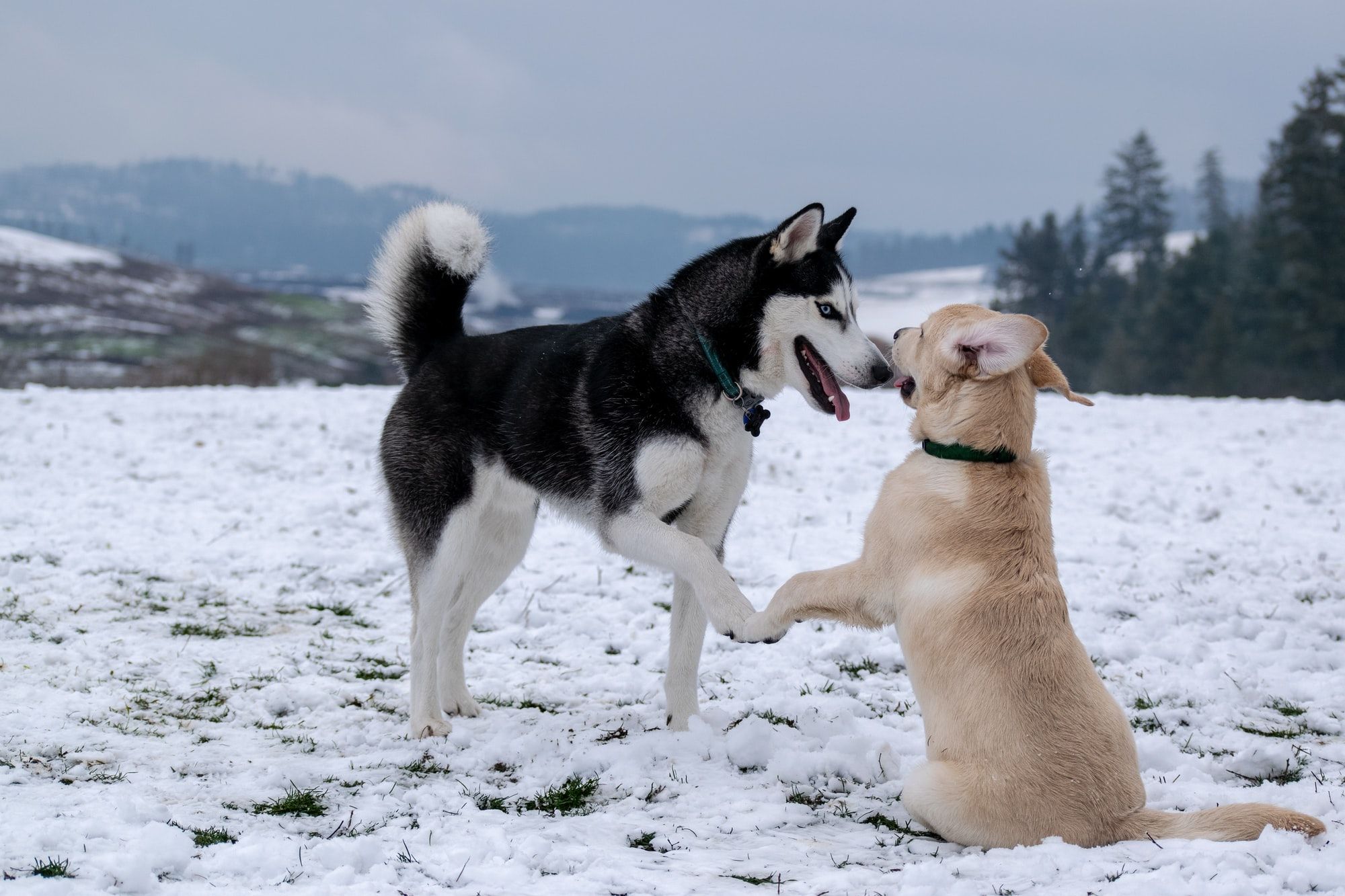 Why Does My Dog Lick My Other Dog's Face? What Does It Mean?