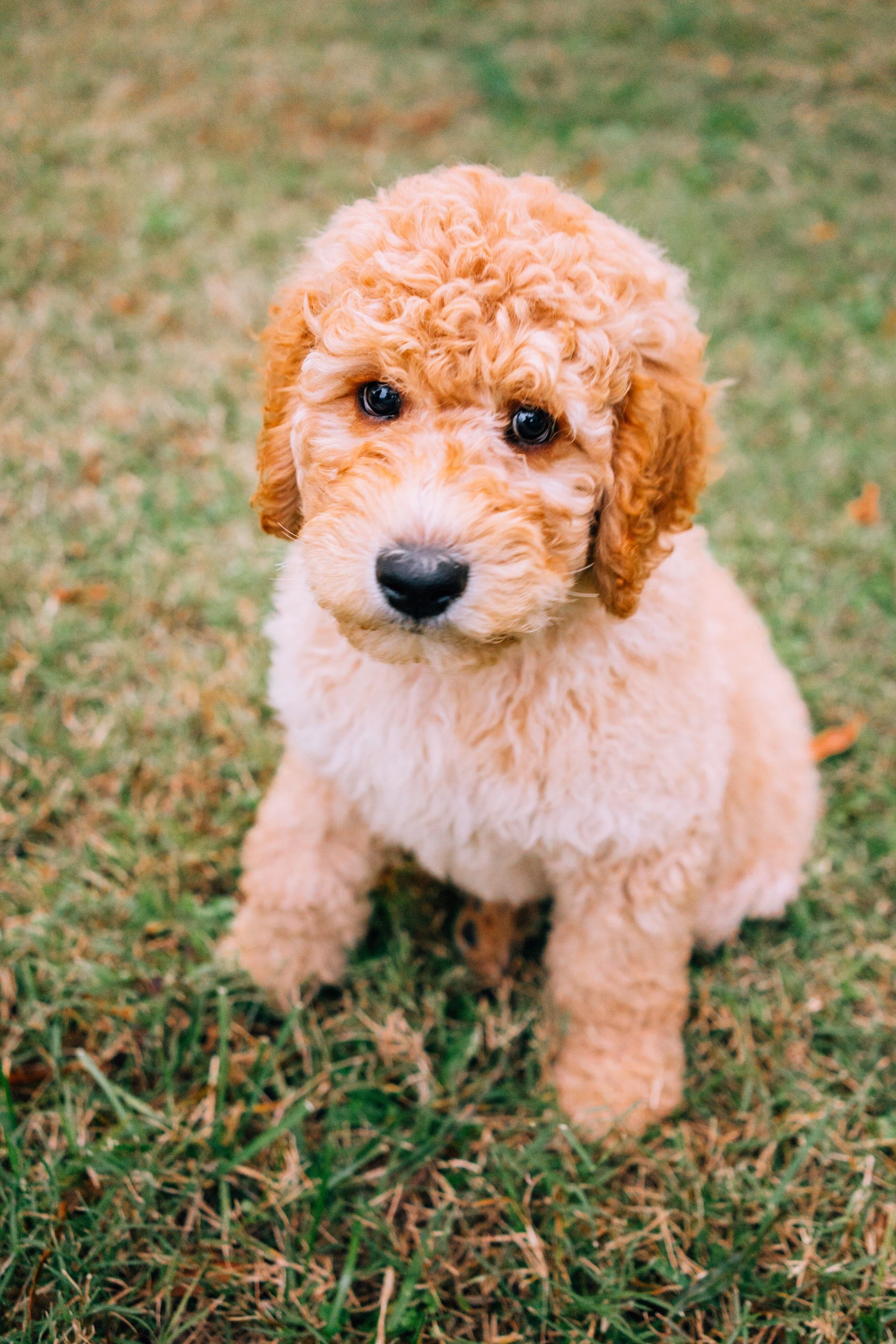 Best Puppy Food for Goldendoodles