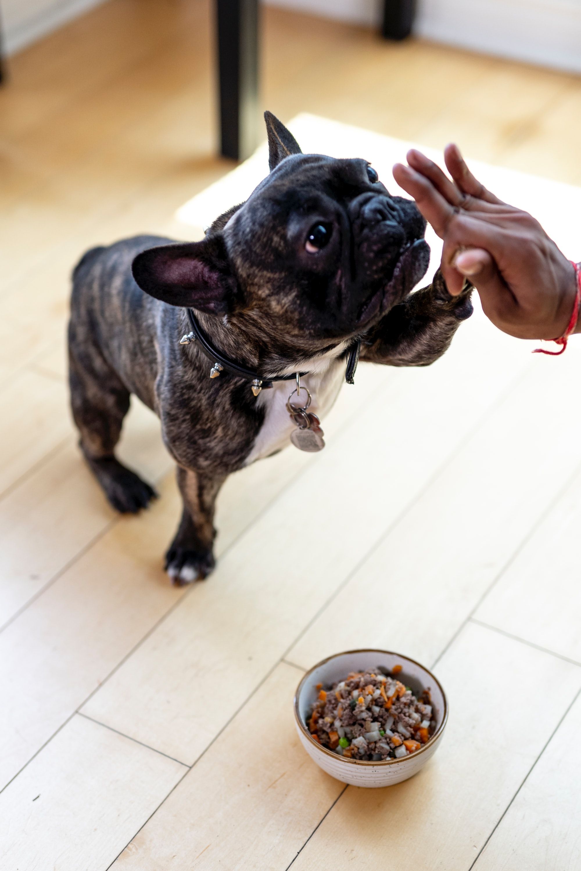 When To Switch A Puppy To 2 Meals Per Day