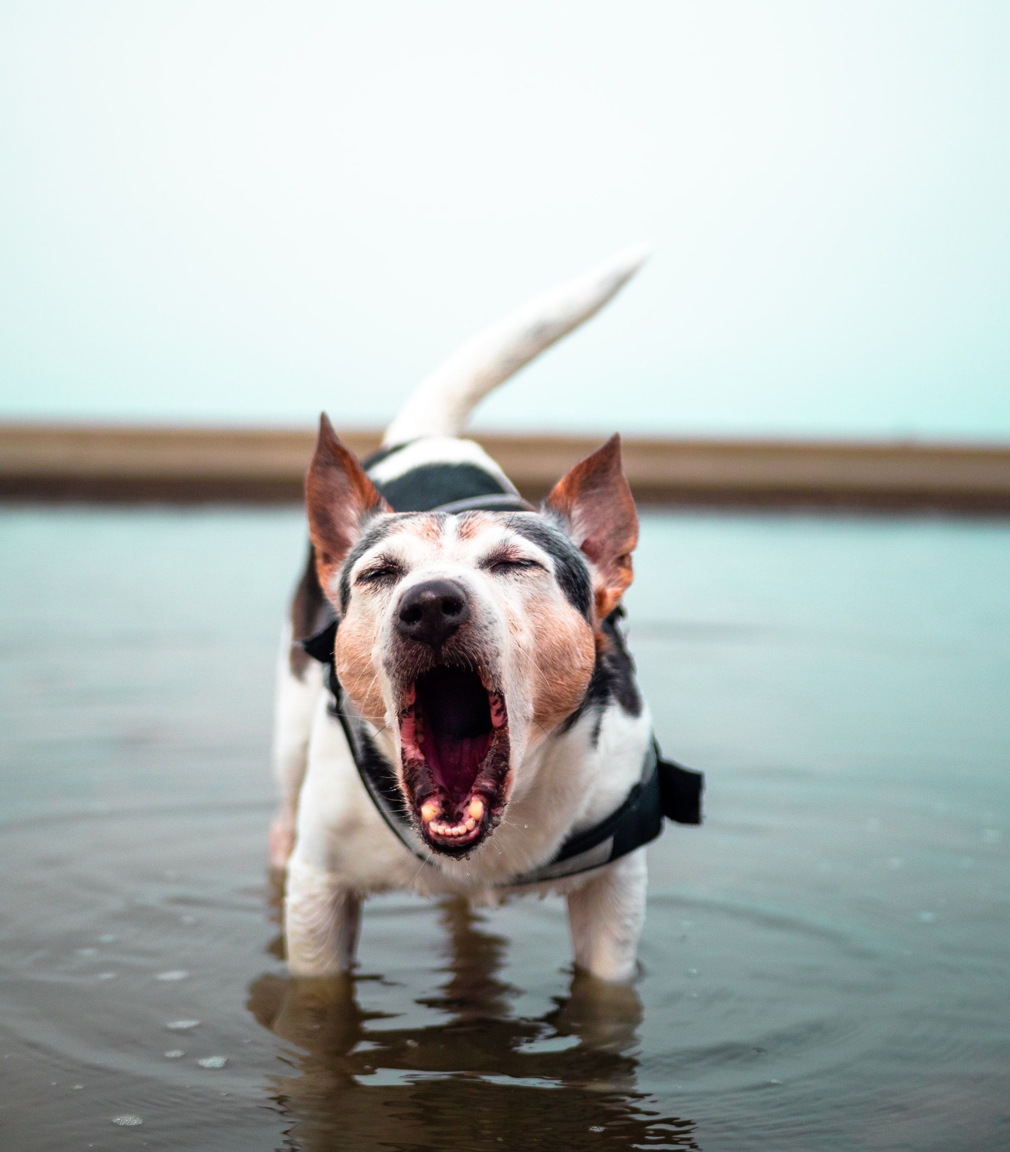 Dog Training With Or: Teach Your Dog To Speak