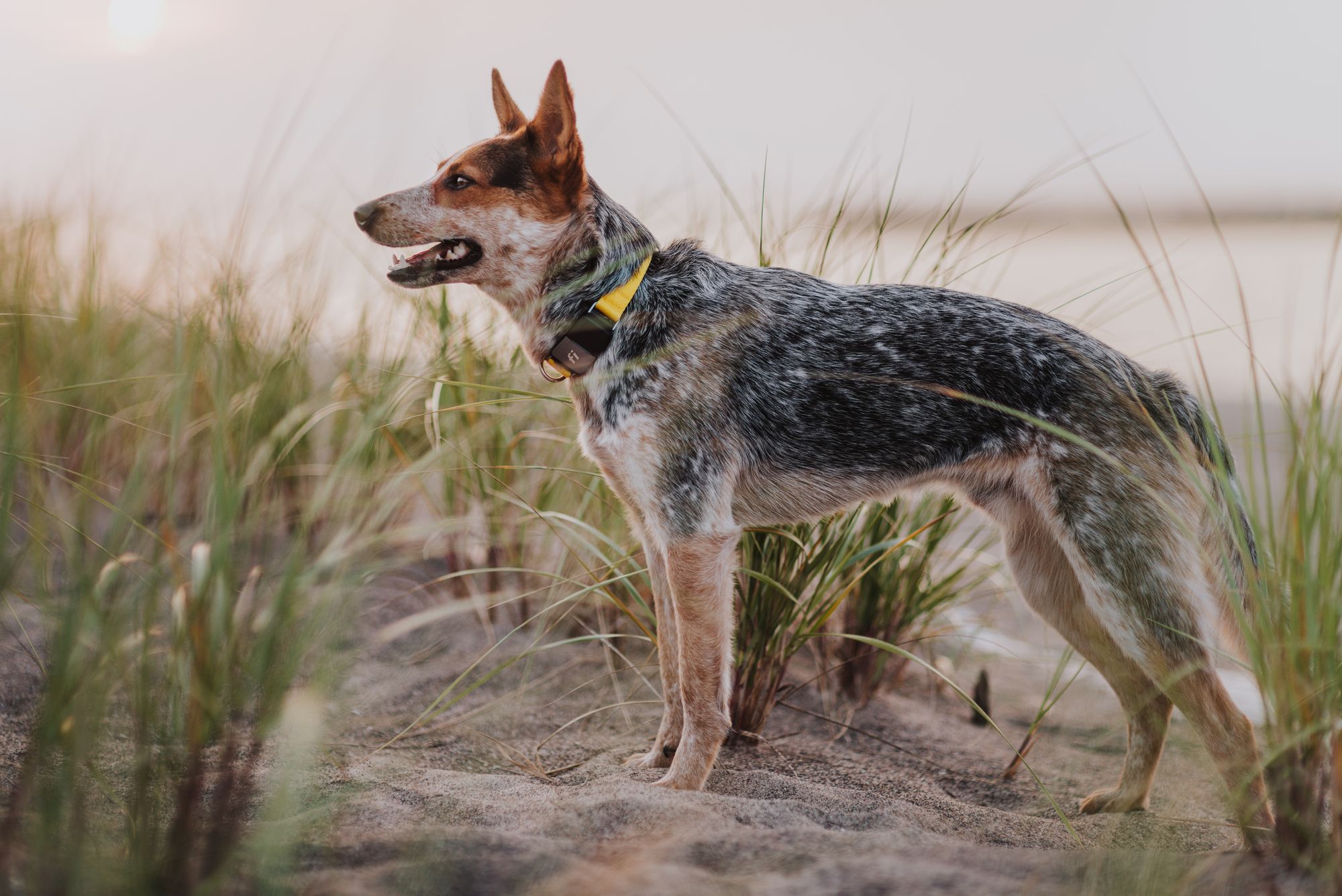 dog wearing a hypoallergenic collar on the beach