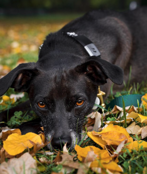 Why Do Dogs Jump & Roll In Leaves?