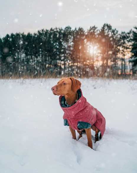 dog standing in a snowy forest