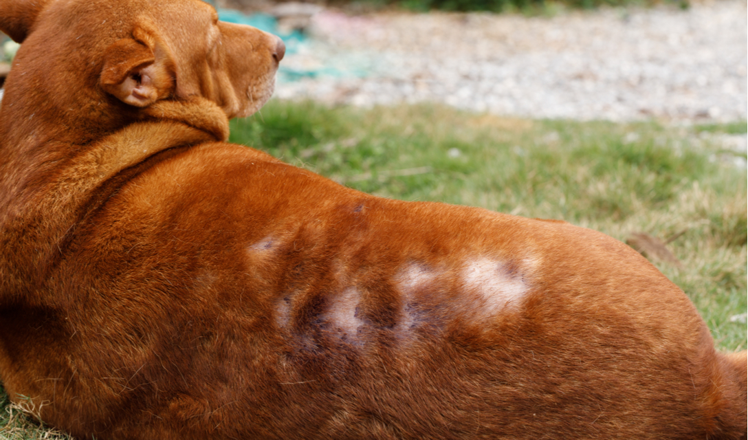 seasonal alopecia on a red dog