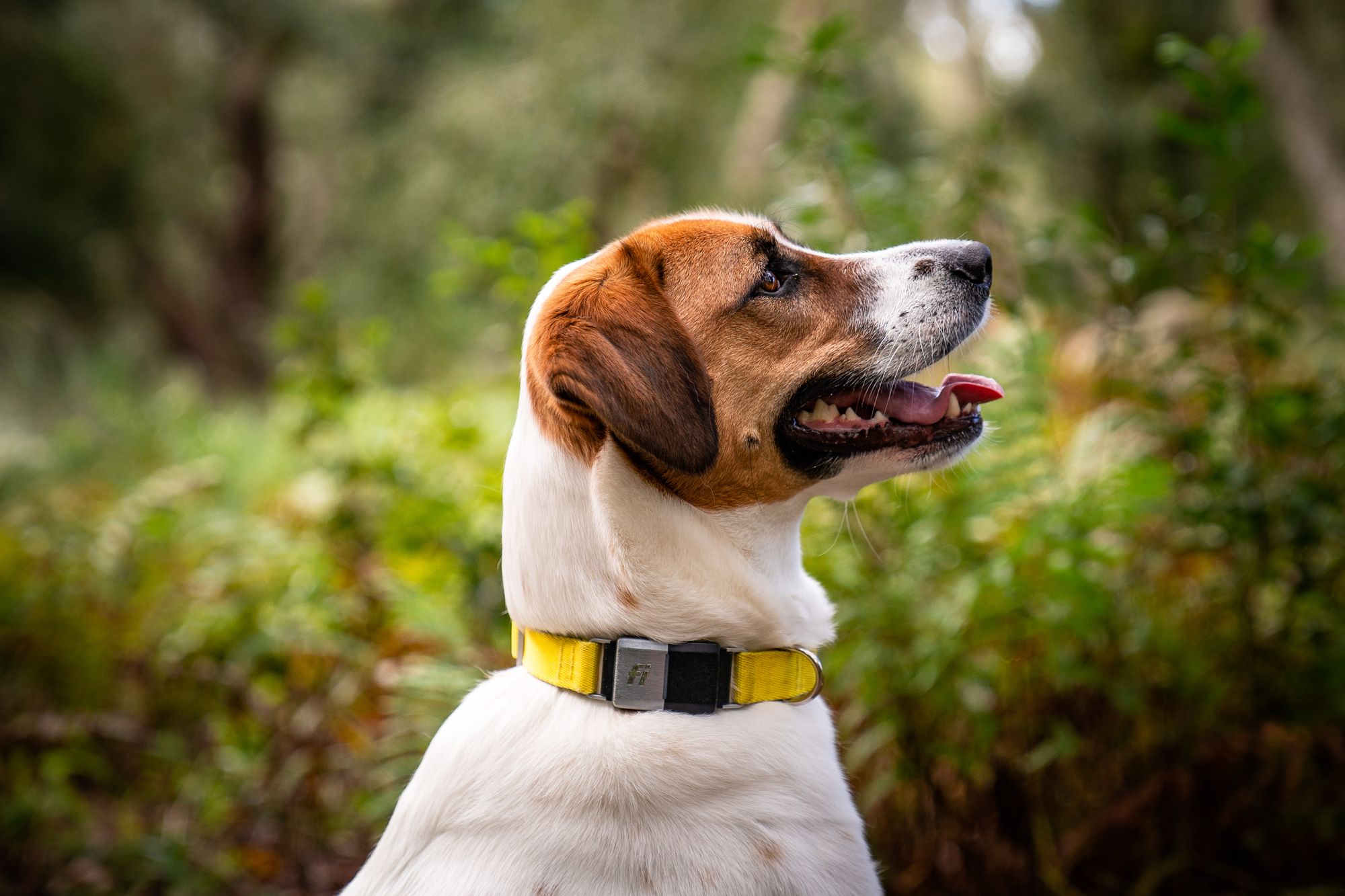 4 Things You Didn't Know About A Dog's Vision