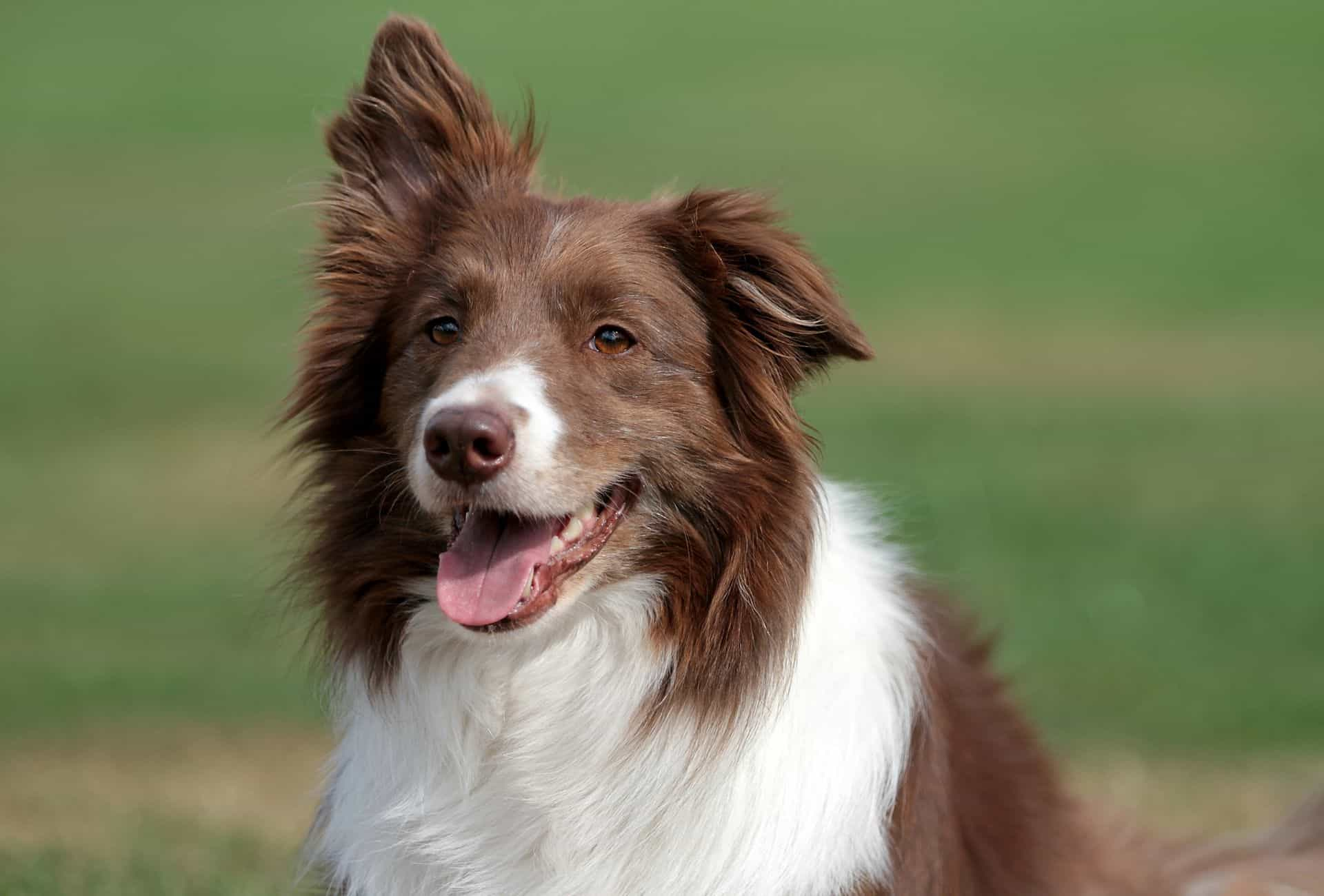 bord Baron oase The Red And White Border Collie - Complete Breed Guide