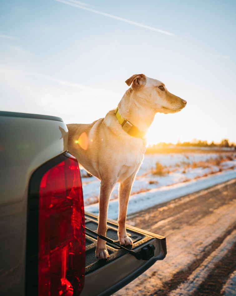 How To Train Your Dog For Car Rides