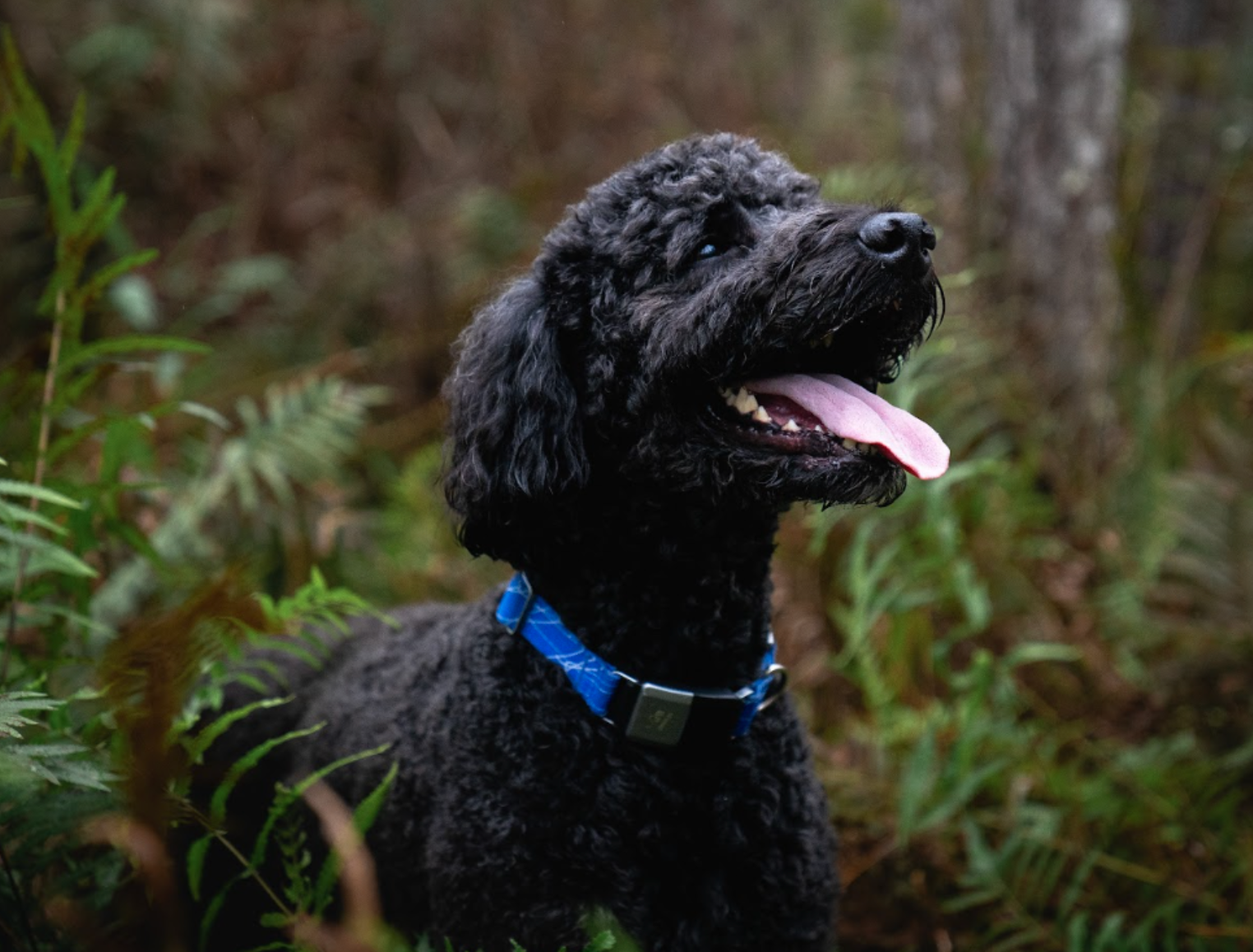 dog In forest, collar, neckband, cell coverage, gps