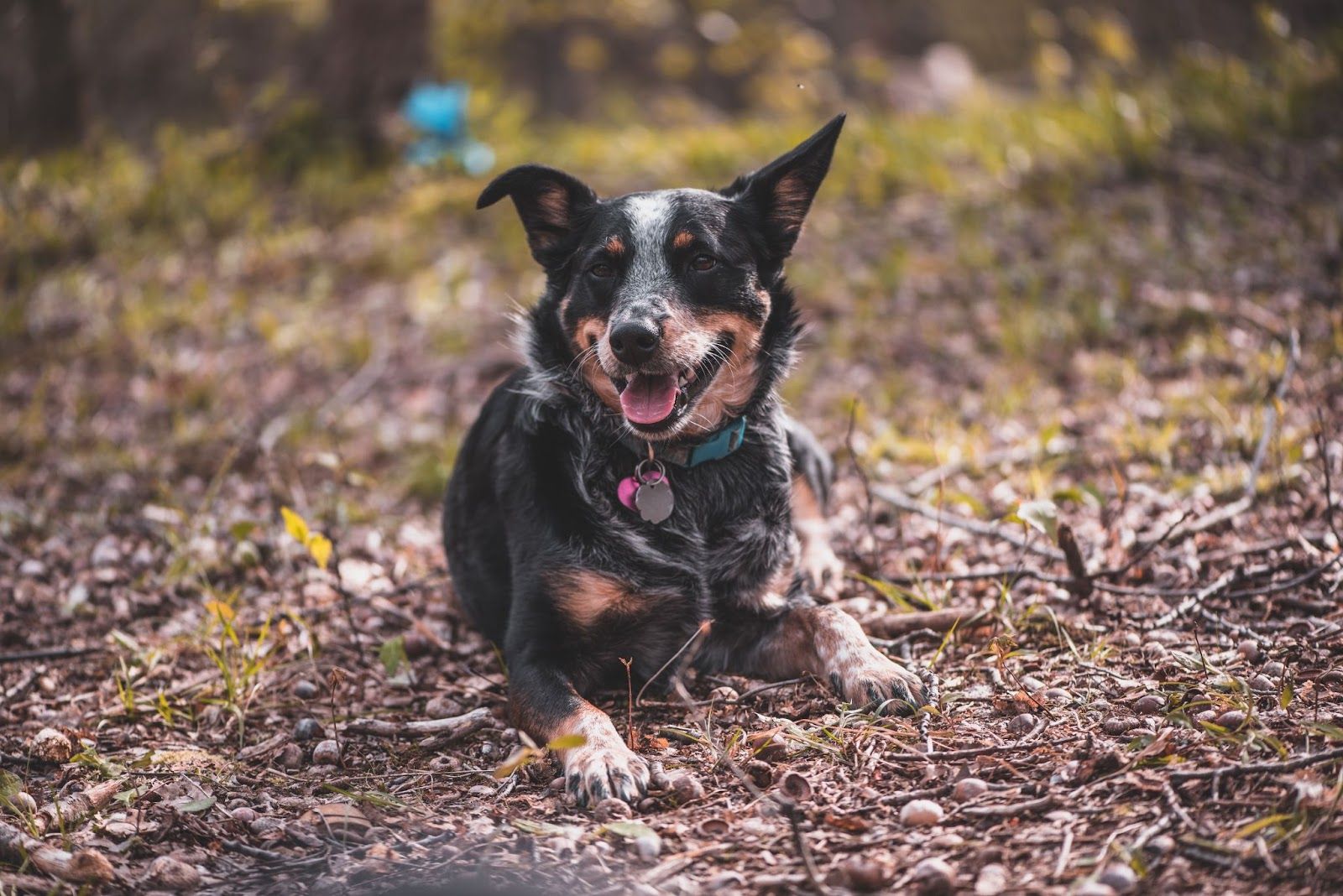 How to Get Sap Out of Dog’s Fur