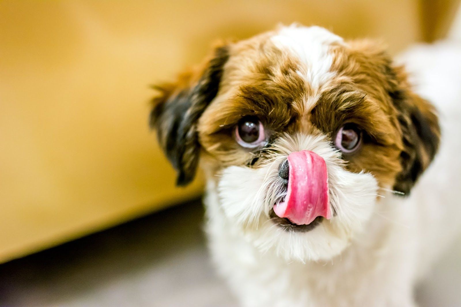 dog licking his lips