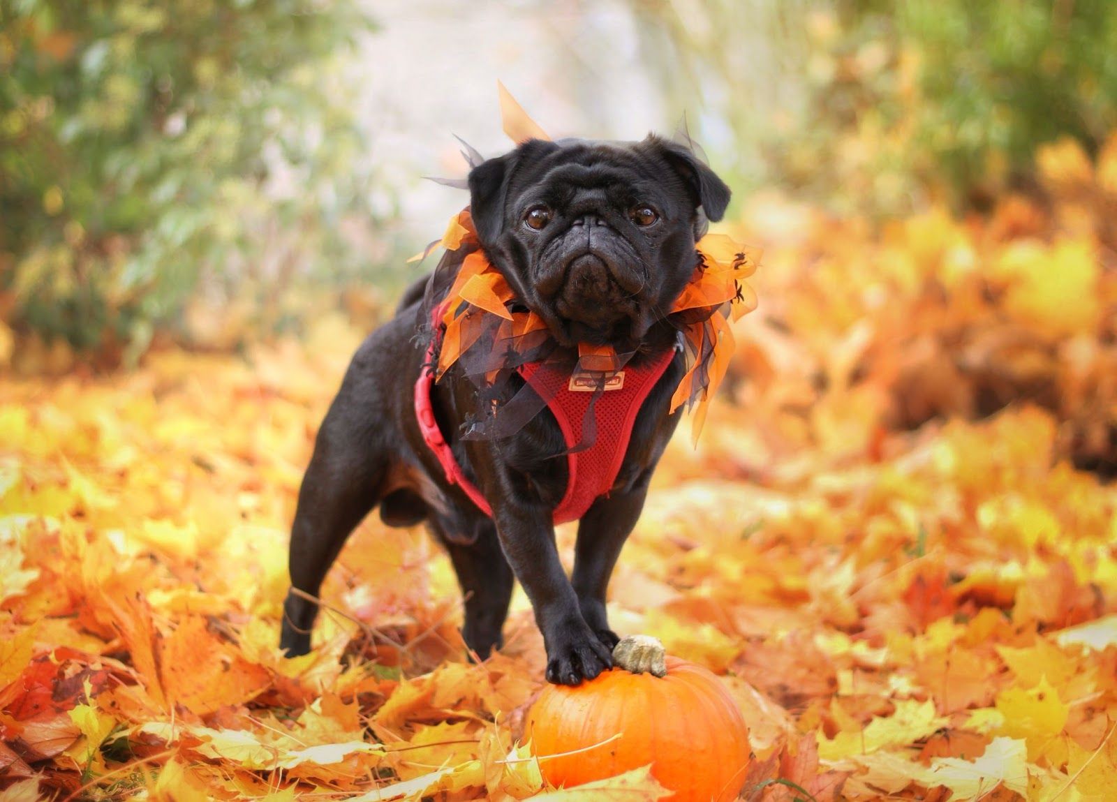 black pug standing on a pumpkin in fall foliage