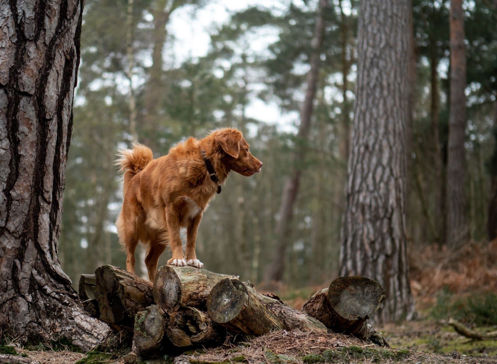 dog in the woods