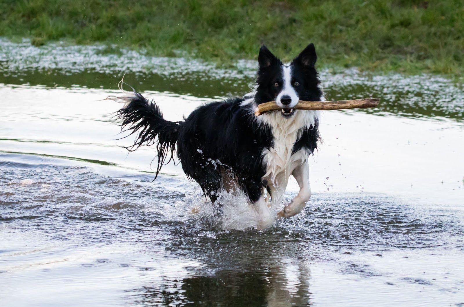 border collie playing in water