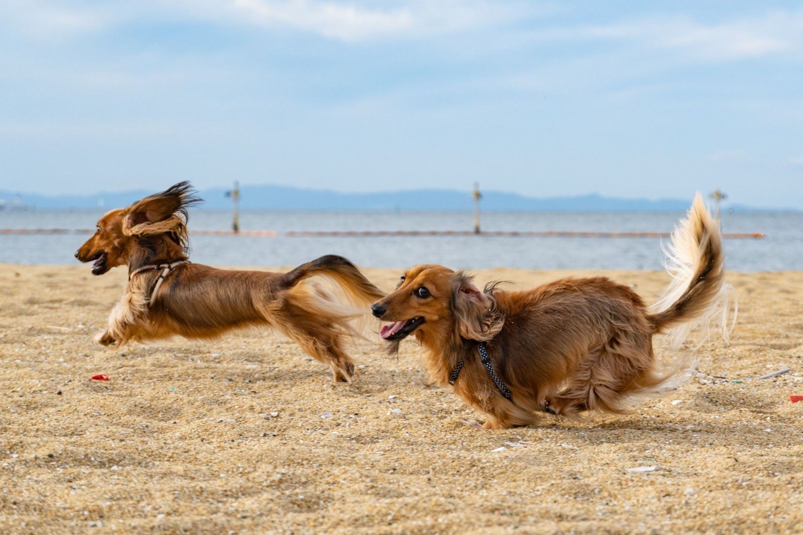 dogs running 