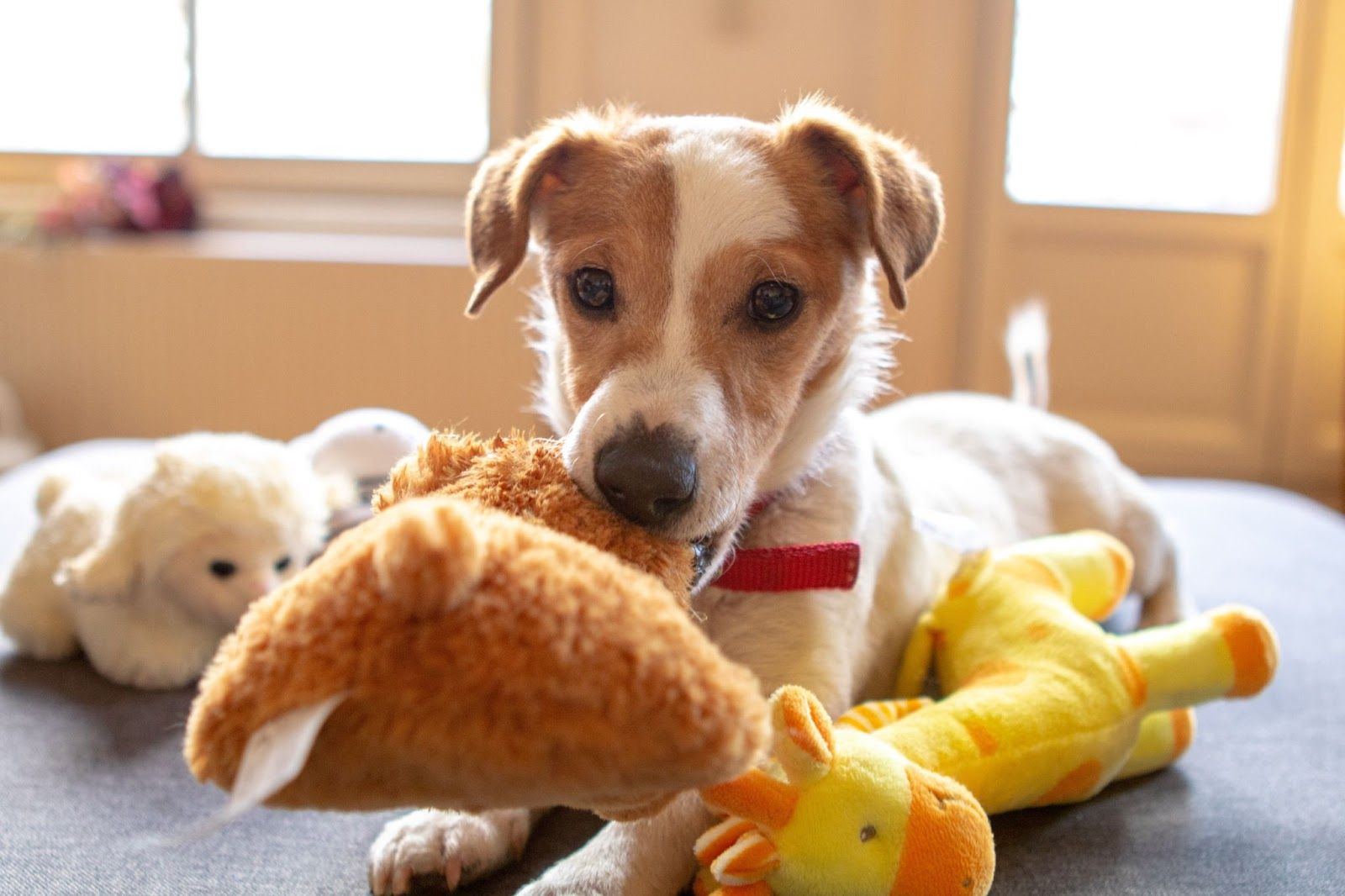 The Best Non Squeaky Dog Toys Of 2022
