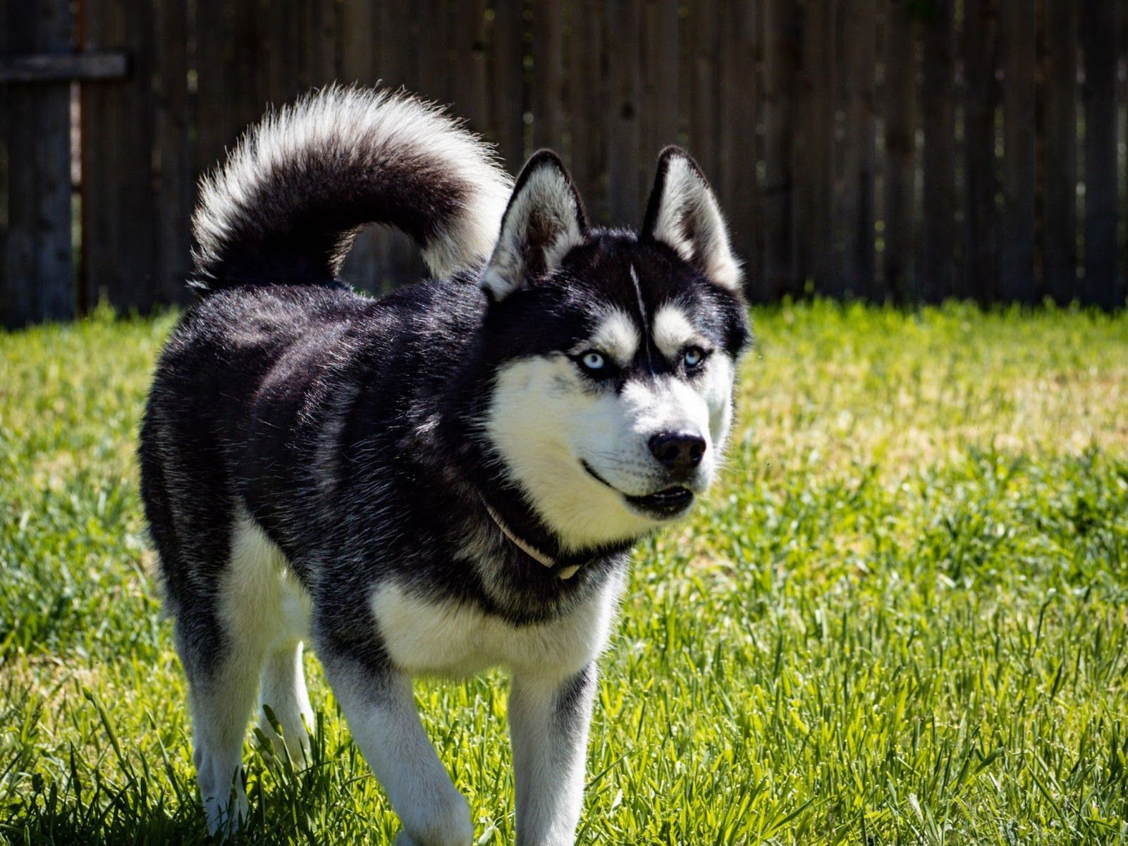 stilhed Rede anklageren The Samoyed Husky Mix: Temperament, Size, Traits, and More!