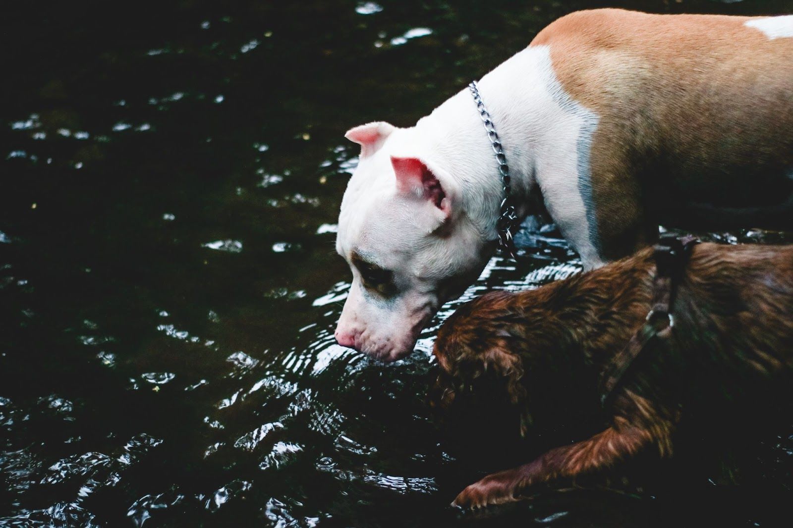 dog drinking water from a stream