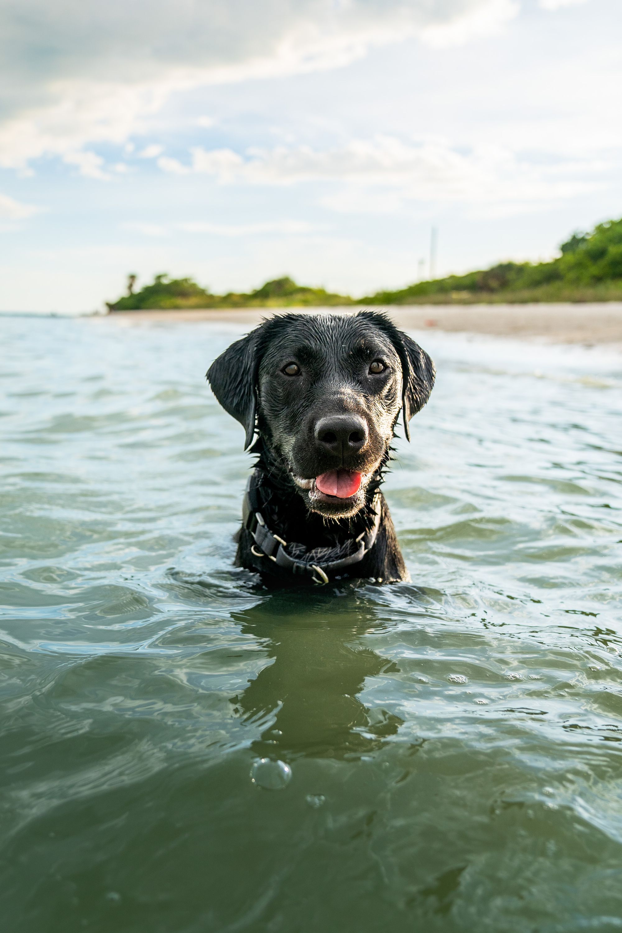 The Science Behind the Stink of Wet Dog