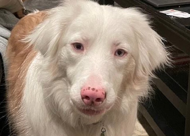Missing deaf dog reunited with Illinois family thanks to Fi GPS collar