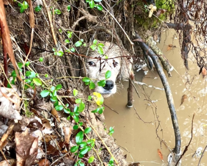 Man rescues dog from Wolf River thanks to technology