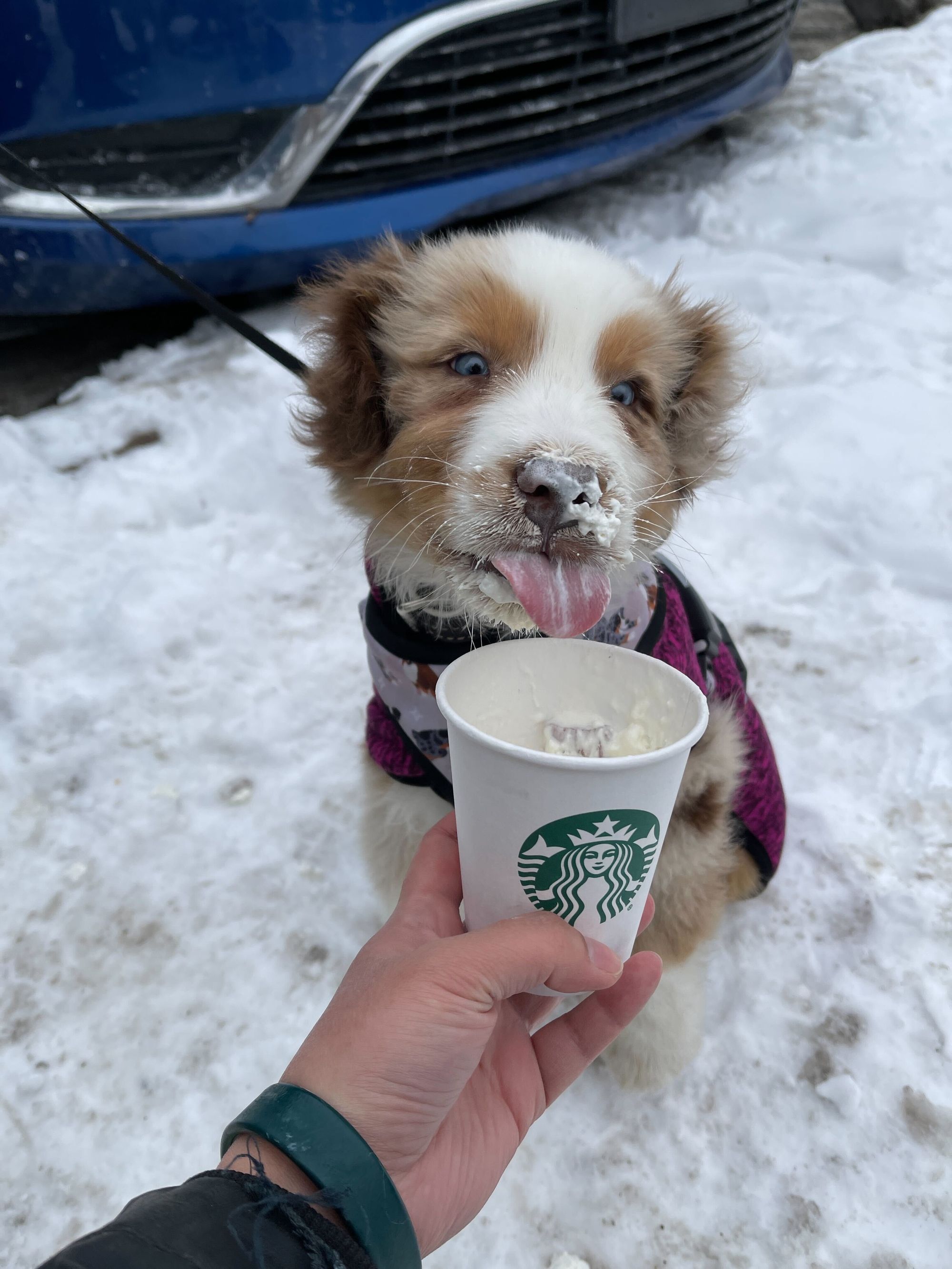 Puppuccinos Unleashed: The Viral Dog Treat Trend and How to Make It at Home