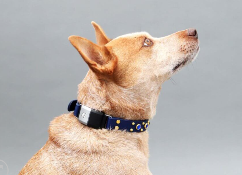 Navy Web Pet Collar