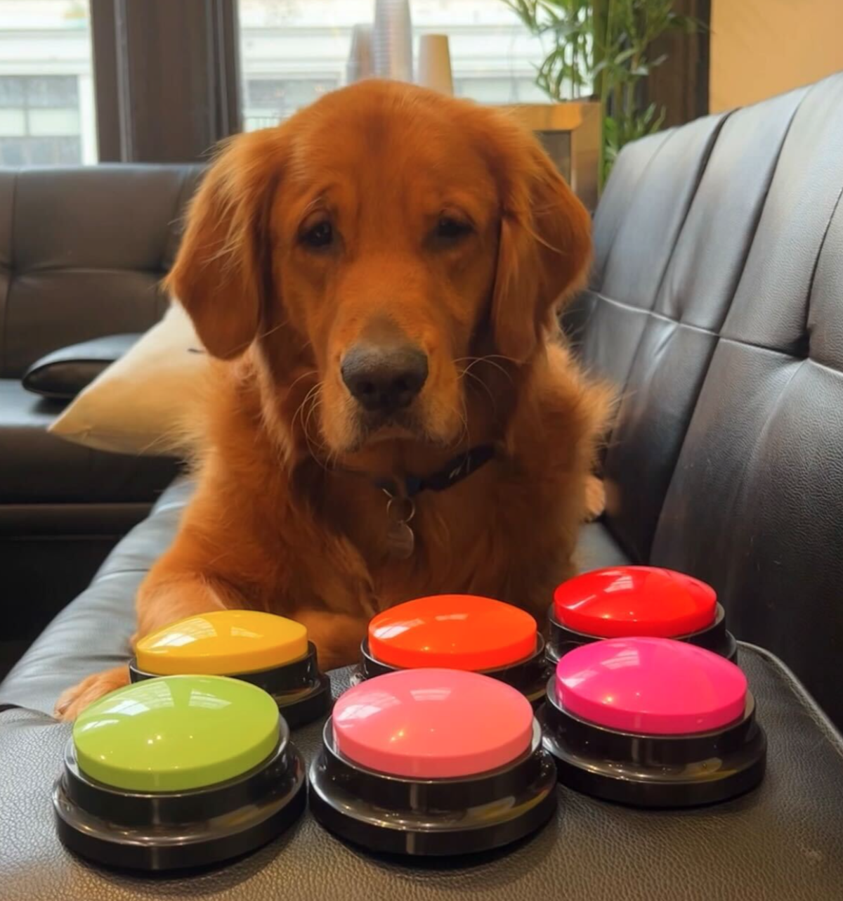 Using Buttons to Train Your Dog to Talk
