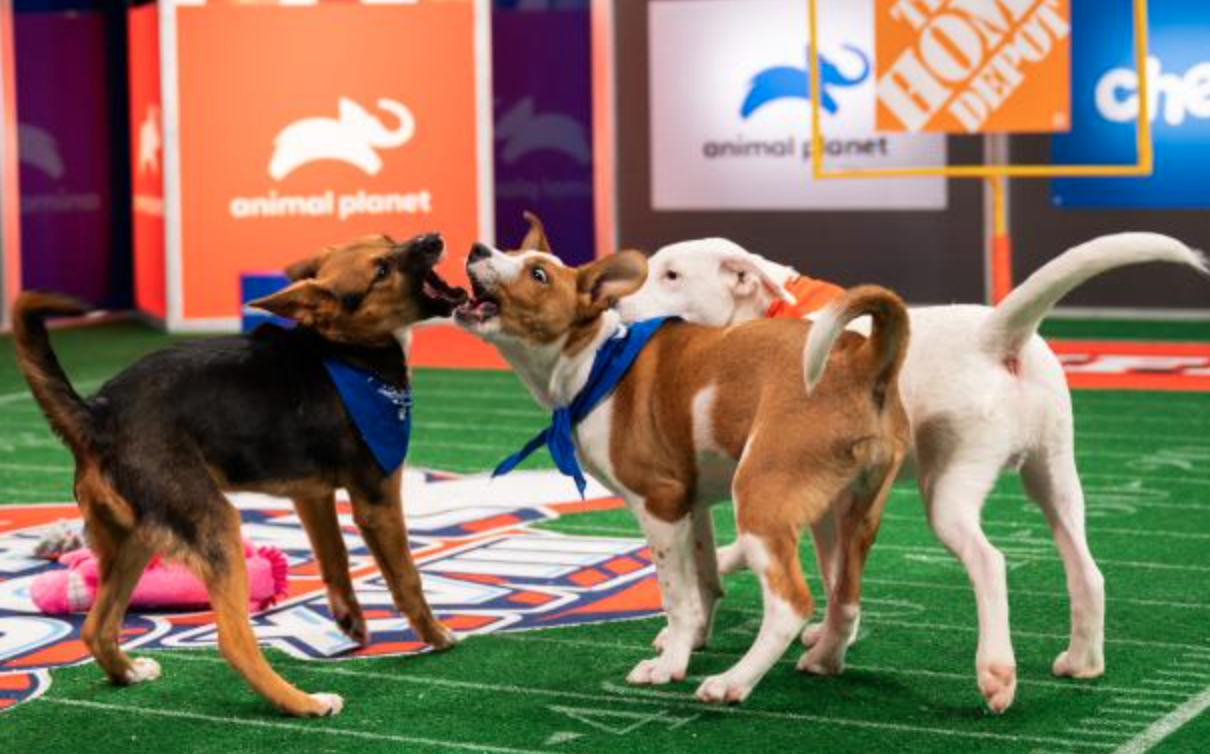 Ruff vs. Fluff: The Canine Clash at the Puppy Bowl