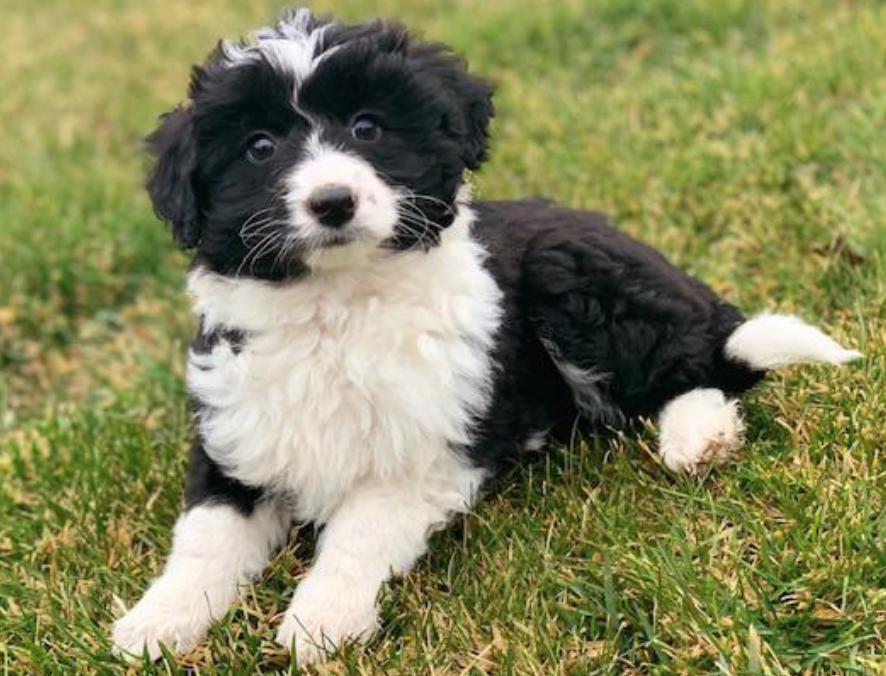 The Border Collie Poodle Mix - Meet the Breed