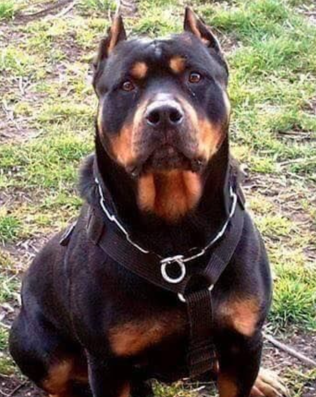 The Rottweiler Pitbull Mix - Meet the Breed