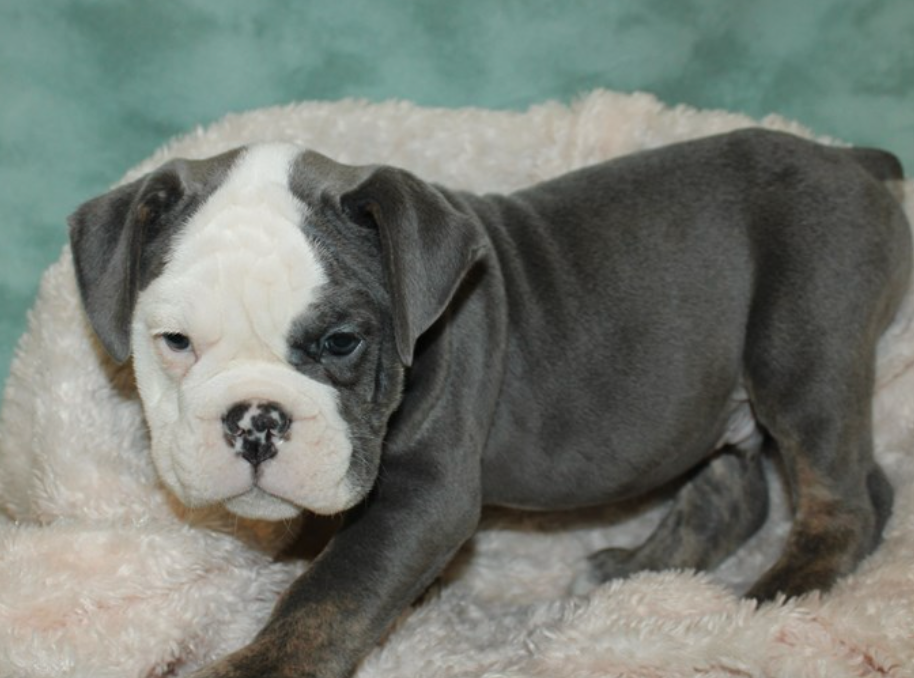 Understanding the Unique Traits of a Blue English Bulldog
