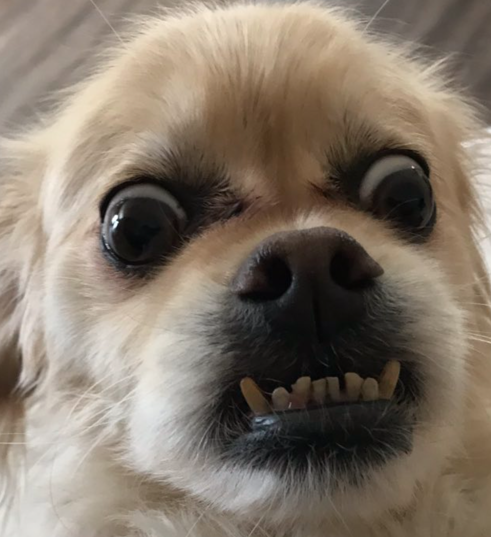 is it bad if my dog has an underbite