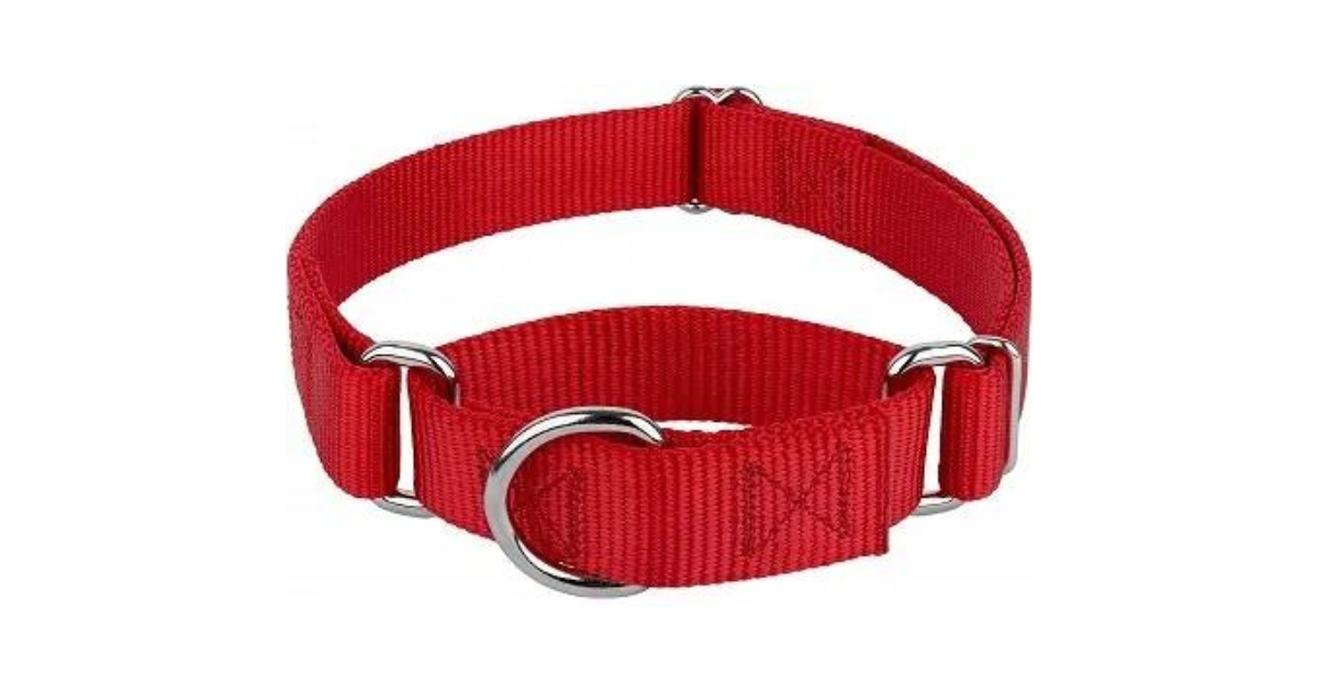 Best Collars for Dogs That Pull